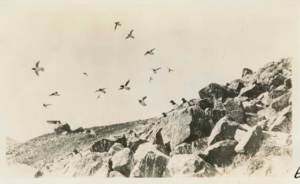 Image of Little Auks on the rocks